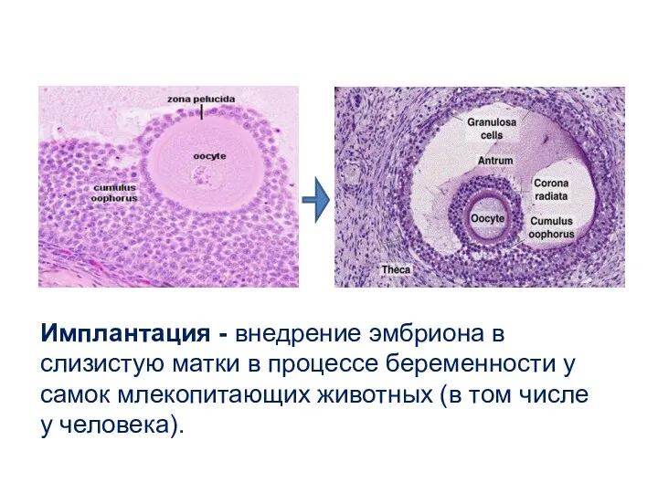 Имплантация - внедрение эмбриона в слизистую матки в процессе беременности