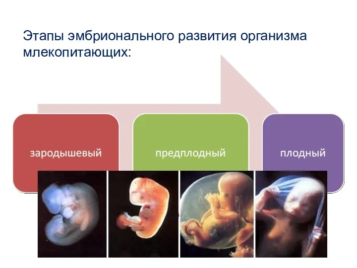 Этапы эмбрионального развития организма млекопитающих: