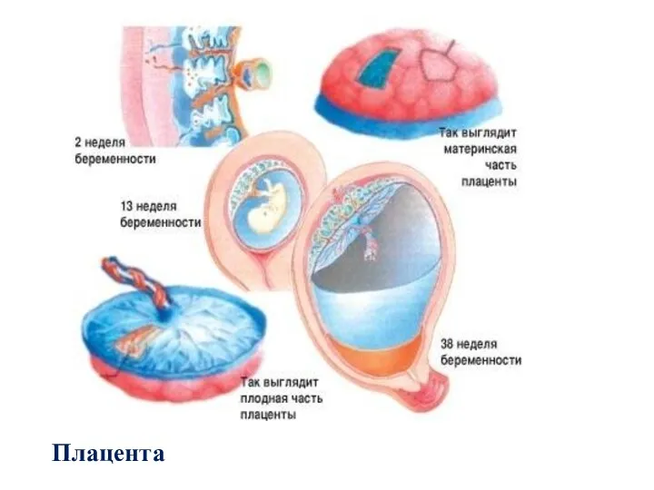 Плацента