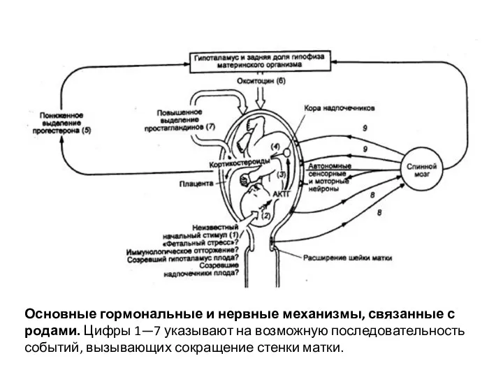 Основные гормональные и нервные механизмы, связанные с родами. Цифры 1—7