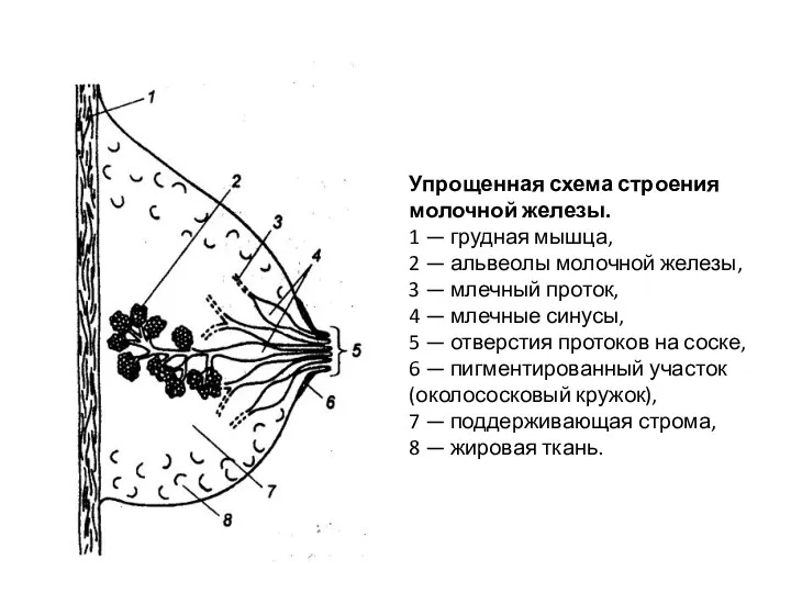 Упрощенная схема строения молочной железы. 1 — грудная мышца, 2