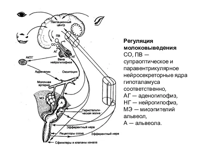 Регуляция молоковыведения СО, ПВ — супраоптическое и паравентрикулярное нейросекреторные ядра