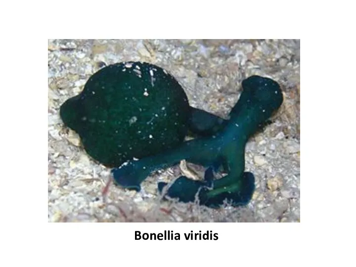 Bonellia viridis