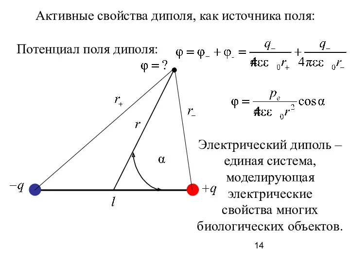 Электрический диполь – единая система, моделирующая электрические свойства многих биологических