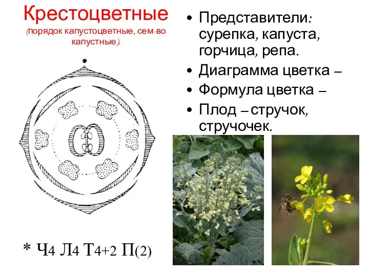 Крестоцветные (порядок капустоцветные, сем-во капустные). Представители: сурепка, капуста, горчица, репа.