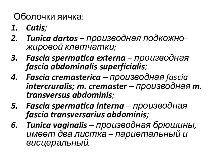 Оболочки яичка: Cutis; Tunica dartos – производная подкожно-жировой клетчатки; Fascia