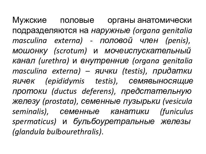 Мужские половые органы анатомически подразделяются на наружные (organa genitalia masculina