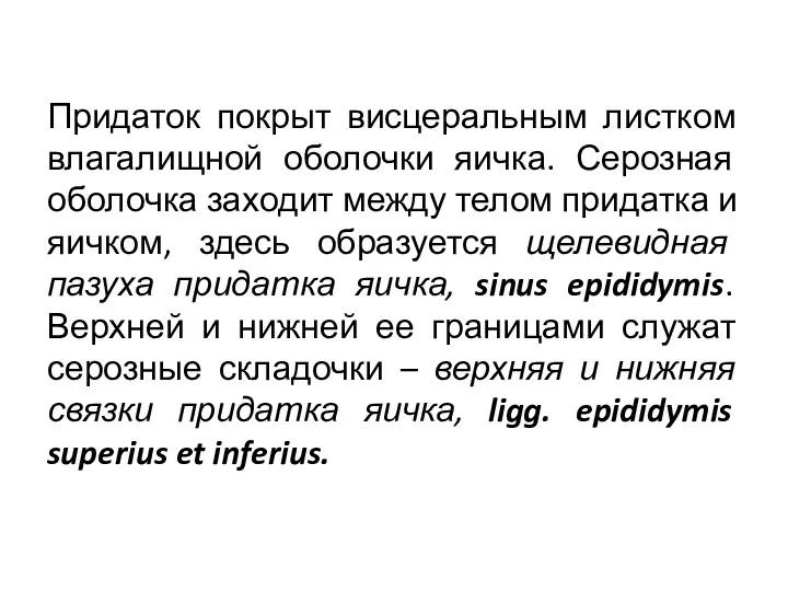 Придаток покрыт висцеральным листком влагалищной оболочки яичка. Серозная оболочка заходит