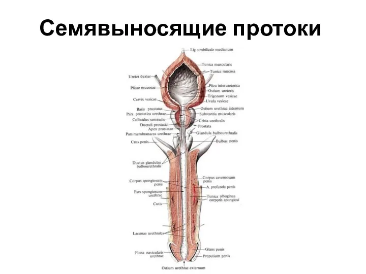 Семявыносящие протоки