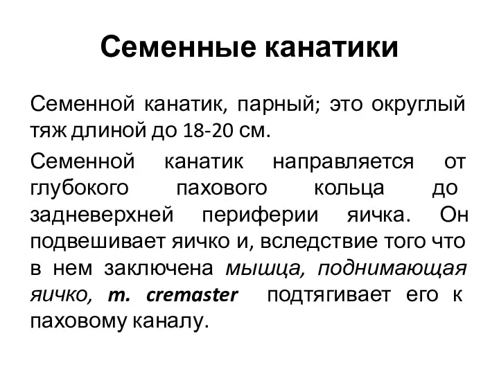 Семенные канатики Семенной канатик, парный; это округлый тяж длиной до