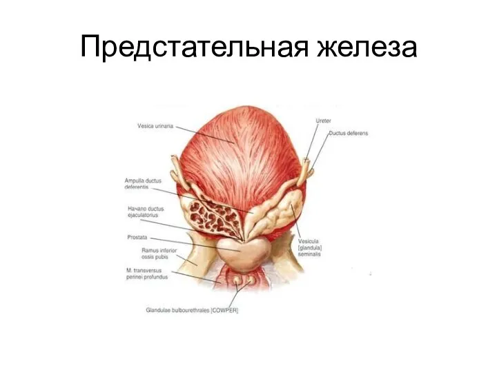 Предстательная железа