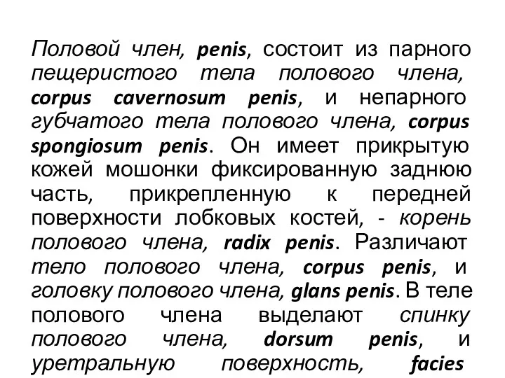 Половой член, penis, состоит из парного пещеристого тела полового члена,