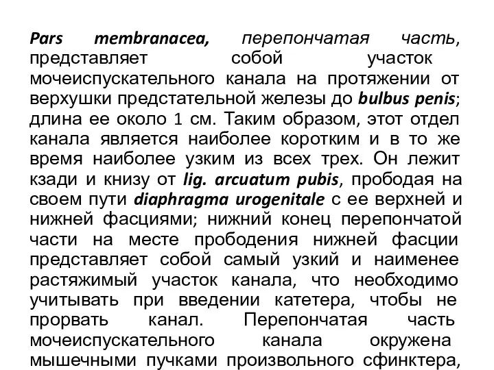 Pars membranacea, перепончатая часть, представляет собой участок мочеиспускательного канала на