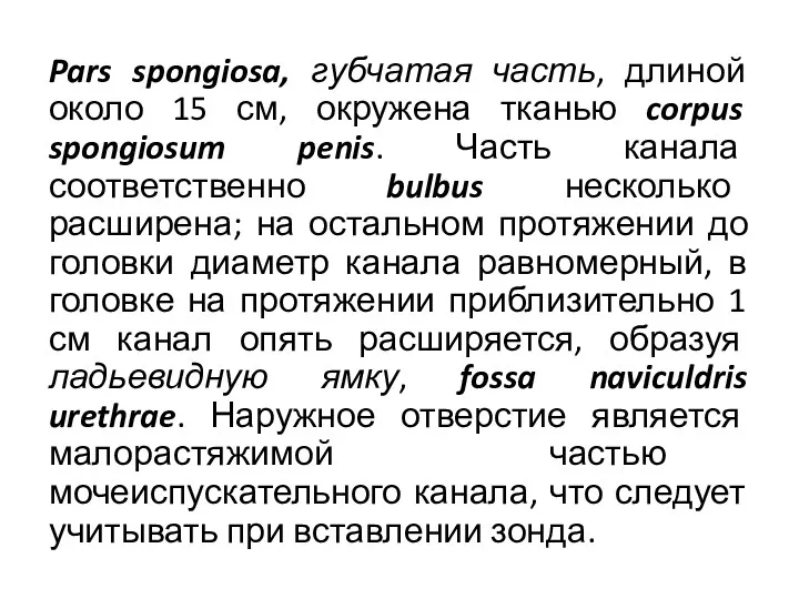 Pars spongiosa, губчатая часть, длиной около 15 см, окружена тканью