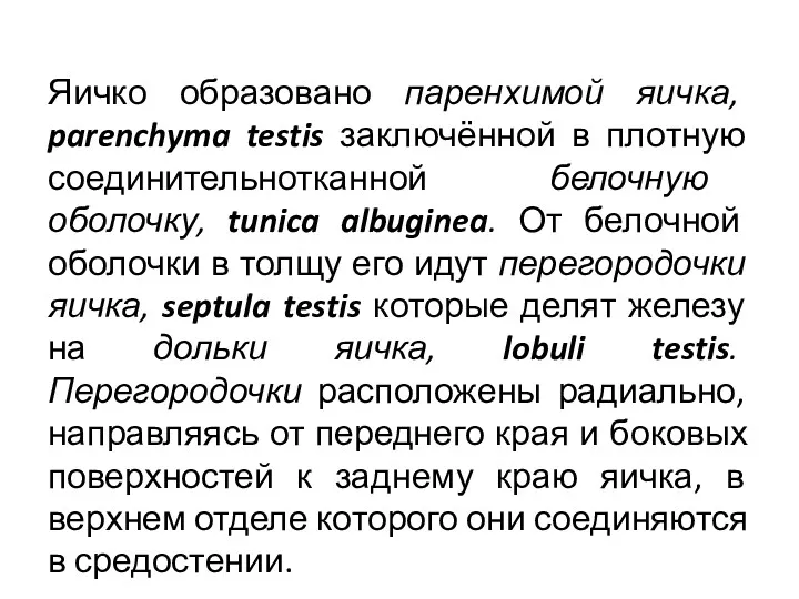 Яичко образовано паренхимой яичка, parenchyma testis заключённой в плотную соединительнотканной