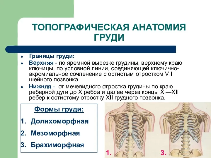 ТОПОГРАФИЧЕСКАЯ АНАТОМИЯ ГРУДИ Границы груди: Верхняя - по яремной вырезке