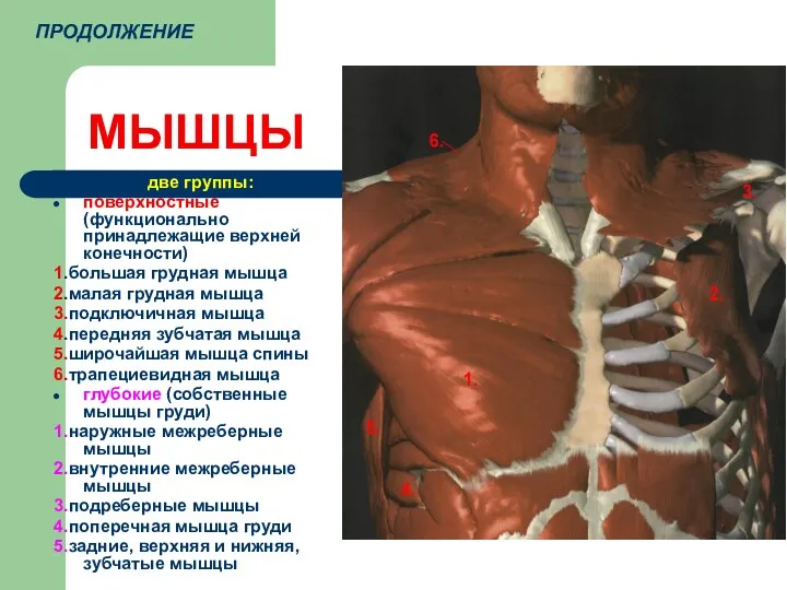 МЫШЦЫ две группы: поверхностные (функционально принадлежащие верхней конечности) 1.большая грудная