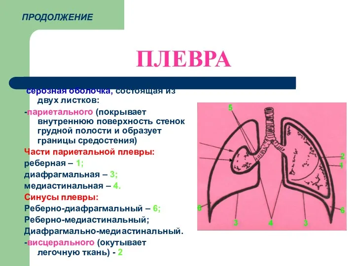 ПЛЕВРА серозная оболочка, состоящая из двух листков: -париетального (покрывает внутреннюю