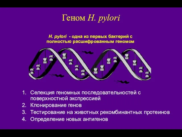 Геном H. pylori 1. Селекция геномных последовательностей с поверхностной экспрессией