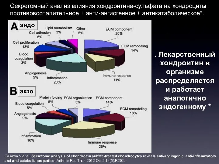 . Лекарственный хондроитин в организме распределяется и работает аналогично эндогенному