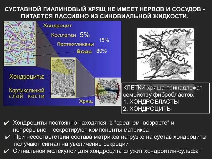 КЛЕТКИ хряща принадлежат семейству фибробластов: 1. ХОНДРОБЛАСТЫ 2. ХОНДРОЦИТЫ СУСТАВНОЙ