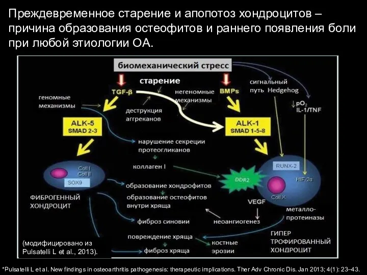 Преждевременное старение и апопотоз хондроцитов – причина образования остеофитов и