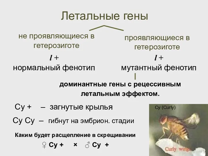 Летальные гены доминантные гены с рецессивным летальным эффектом. Cy +