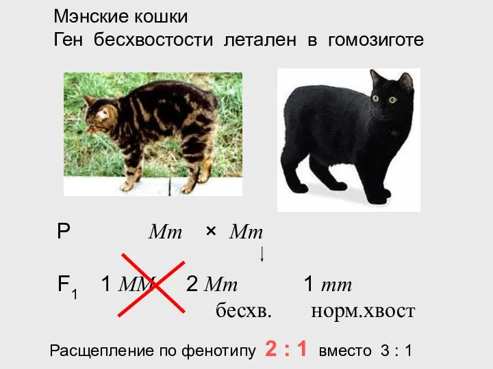 Мэнские кошки Ген бесхвостости летален в гомозиготе Р Mm ×