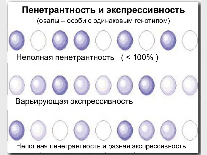 Пенетрантность и экспрессивность (овалы – особи с одинаковым генотипом) Неполная