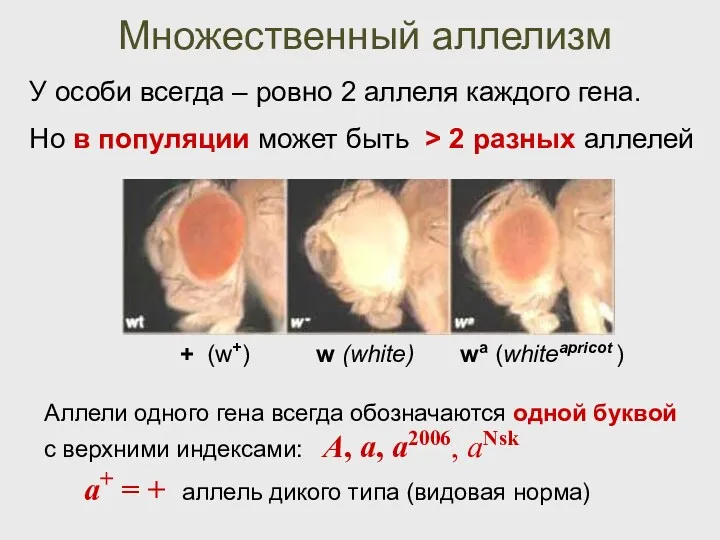 Множественный аллелизм У особи всегда – ровно 2 аллеля каждого