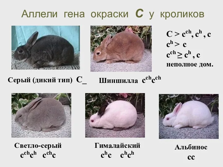 Аллели гена окраски С у кроликов Альбинос cc Светло-серый cchch