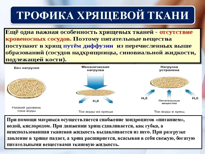 ТРОФИКА ХРЯЩЕВОЙ ТКАНИ При помощи матрикса осуществляется снабжение хондроцитов «питанием»,