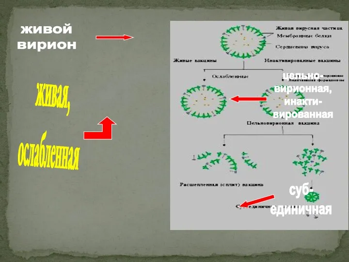 живая, ослабленная суб- единичная цельно- вирионная, инакти- вированная живой вирион