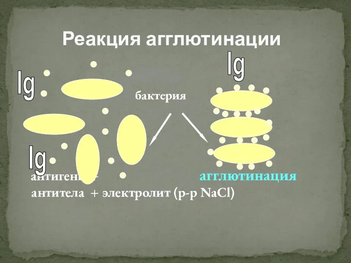 бактерия антигены + агглютинация антитела + электролит (р-р NaCl) Реакция агглютинации Ig Ig Ig