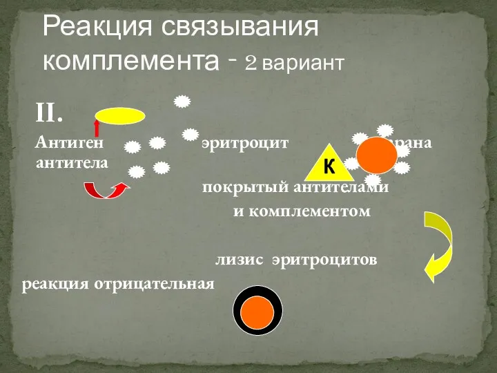 II. Антиген эритроцит барана антитела покрытый антителами и комплементом лизис