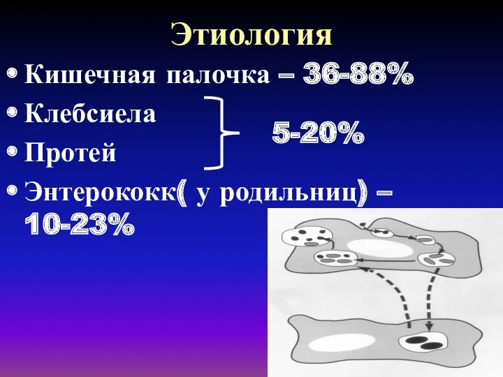 Этиология Кишечная палочка – 36-88% Клебсиела Протей Энтерококк( у родильниц) – 10-23% 5-20%