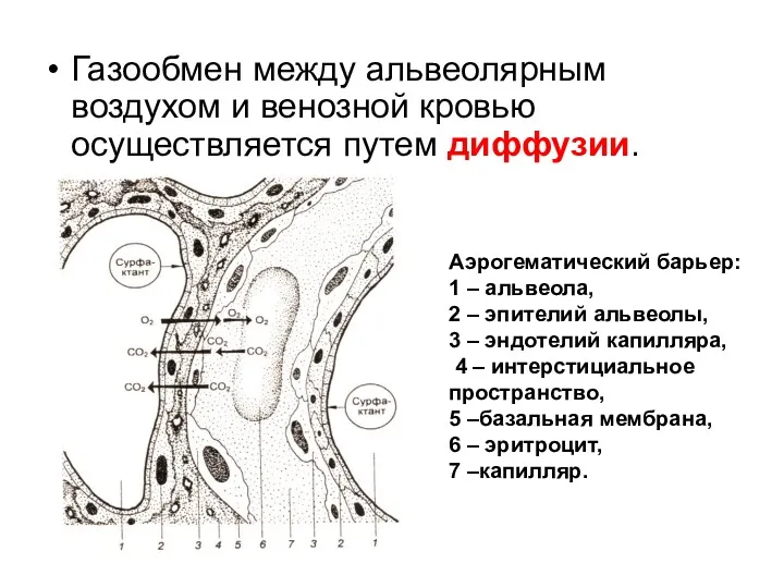 Газообмен между альвеолярным воздухом и венозной кровью осуществляется путем диффузии.