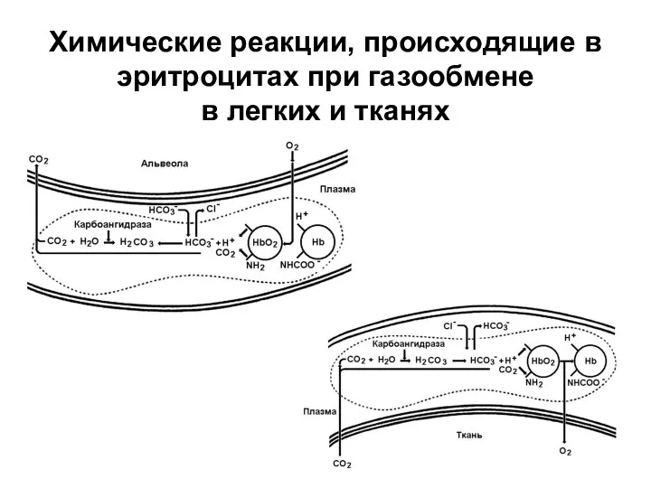 Химические реакции, происходящие в эритроцитах при газообмене в легких и тканях