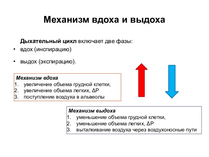 Механизм вдоха и выдоха Дыхательный цикл включает две фазы: вдох