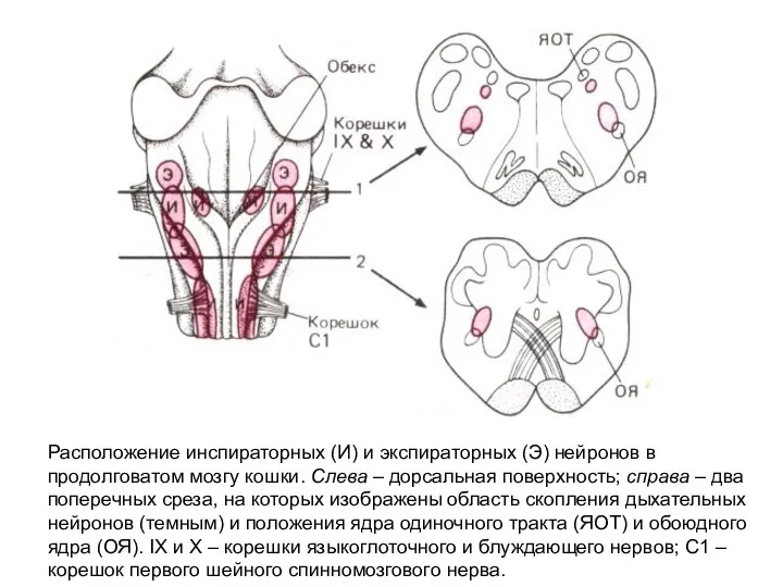 Расположение инспираторных (И) и экспираторных (Э) нейронов в продолговатом мозгу