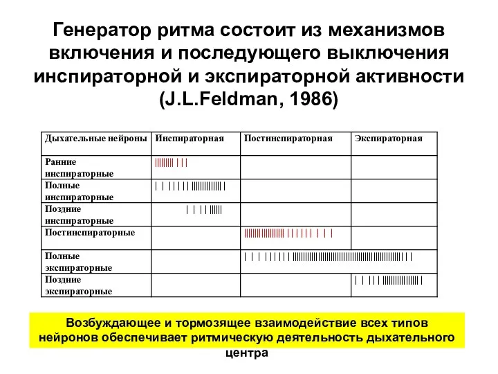 Генератор ритма состоит из механизмов включения и последующего выключения инспираторной