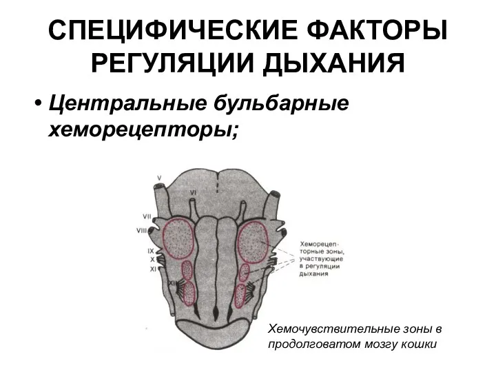 СПЕЦИФИЧЕСКИЕ ФАКТОРЫ РЕГУЛЯЦИИ ДЫХАНИЯ Центральные бульбарные хеморецепторы; Хемочувствительные зоны в продолговатом мозгу кошки