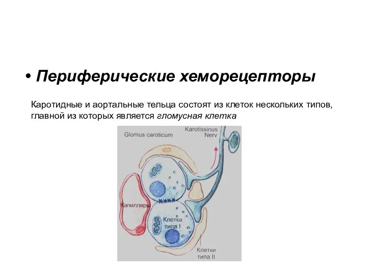 Периферические хеморецепторы Каротидные и аортальные тельца состоят из клеток нескольких