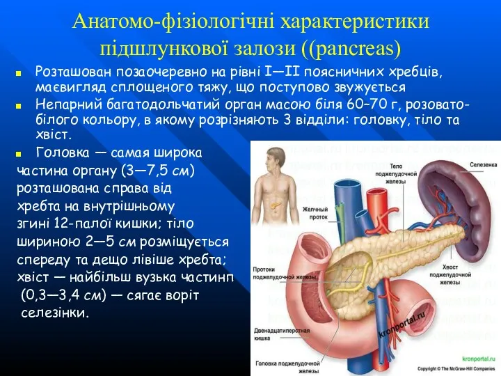 Анатомо-фізіологічні характеристики підшлункової залози ((pancreas) Розташован позаочеревно на рівні I—II
