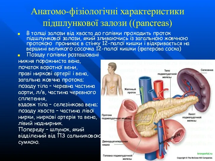 Анатомо-фізіологічні характеристики підшлункової залози ((pancreas) В толщі залози від хвоста