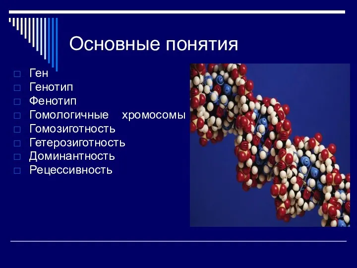 Основные понятия Ген Генотип Фенотип Гомологичные хромосомы Гомозиготность Гетерозиготность Доминантность Рецессивность