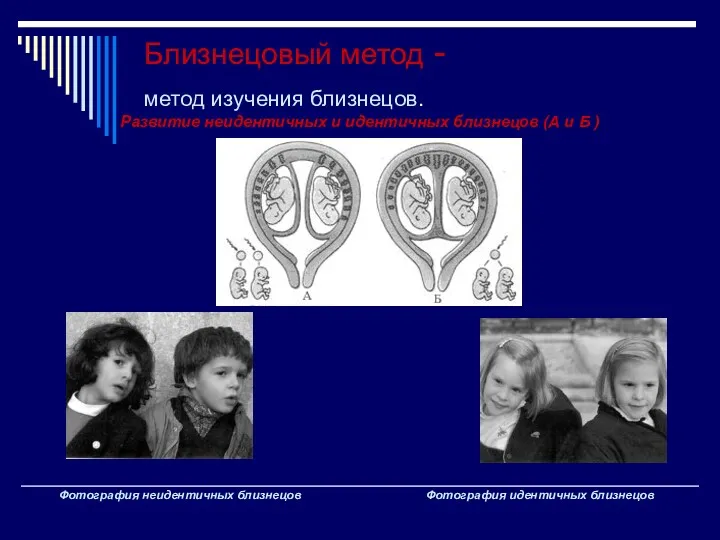 Близнецовый метод - метод изучения близнецов. Развитие неидентичных и идентичных близнецов (А и Б )