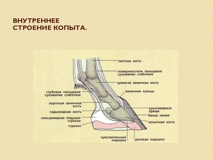 ВНУТРЕННЕЕ СТРОЕНИЕ КОПЫТА.