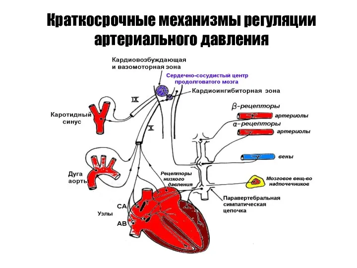 Краткосрочные механизмы регуляции артериального давления