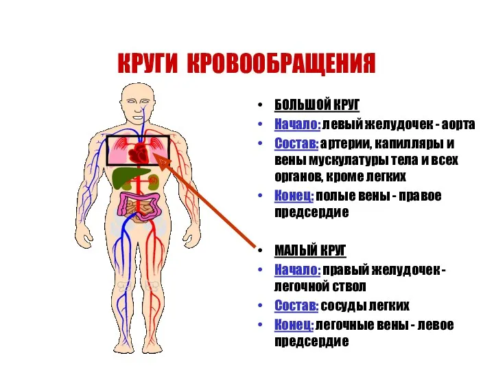 БОЛЬШОЙ КРУГ Начало: левый желудочек - аорта Состав: артерии, капилляры